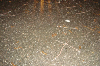 Зачем черви выползают после дождя: настоящая причина миграции под ноги