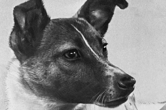 Правда о Лайке: история первого живого существа на орбите