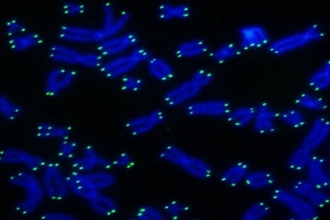 Как длина теломер защищает от рака: новое исследование ученых