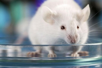 Молекула TPPU: новый подход к лечению ревматоидного артрита