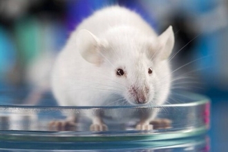 Стволовые клетки против сепсиса: новый метод повысил выживаемость на 60%