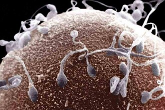 Ученые нашли фермент SKP1, который может стать ключом к лечению бесплодия