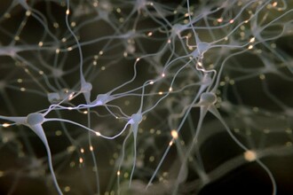 Как нейроны живут десятилетиями: генетики нашли ключевой механизм