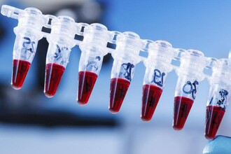 Гуманин: ключевой пептид для долголетия, обнаруженный в митохондриях