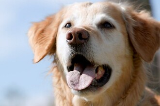 Новая вакцина против рака у собак: результаты исследований и эффективность
