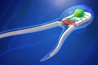 Биороботы с нейронами и мышцами: как создают умные микро-пловцы