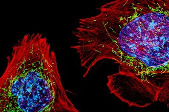 Выращивание органов с сенсорами: как ученые следят за жизнью ткани