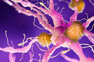 Эпигенетическая терапия Альцгеймера: как ученые вернули память мышам