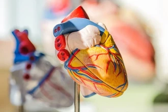 Новое сердце для хирургов: как лечат митральную регургитацию