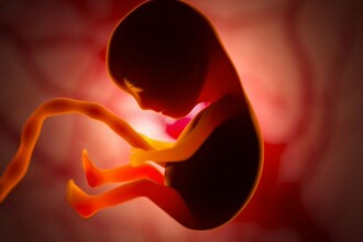 Как ИИ анализирует видео развития эмбрионов: новые открытия в биологии