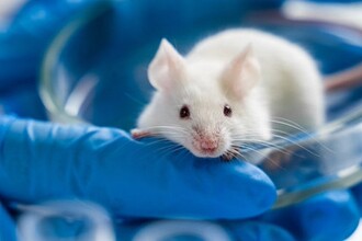 ISRIB: как экспериментальный препарат омолаживает мозг и восстанавливает память