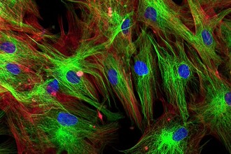 Загадка теломер