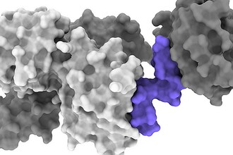 Таблетка вместо укола: как ученые приближают пероральный инсулин