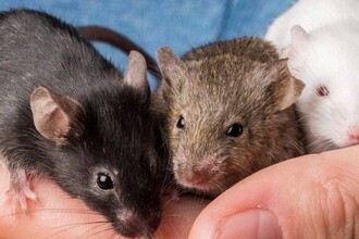 Белок HDAC3: новая мишень для защиты мозга от Альцгеймера и Паркинсона