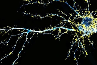 Новый JRT: как два атома отделили терапию мозга от галлюцинаций