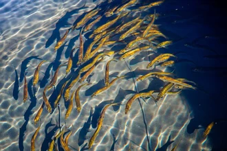 Спасение рыбы от турбин ГЭС: как новые технологии позволяют сохранить осетров и лосося