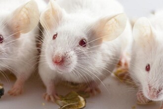 Секрет лазерного омоложения: как повреждение клеток запускает обновление кожи