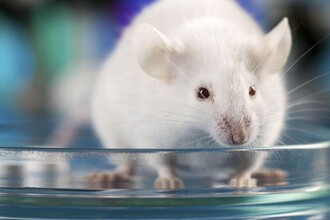 Эозинофилы: как клетки крови способны победить возрастное воспаление