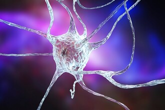 Учёные нашли ключ к регенерации мозга через глиальные клетки