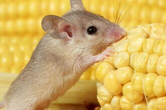 Ферроптоз и диета: новый подход к лечению опухоли мозга глиобластомы