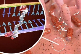 Токсин колибактин: как кишечная палочка может провоцировать развитие рака