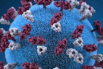 Корь стирает иммунную память: как вакцина спасает дважды