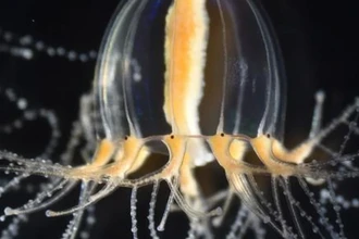 Секрет регенерации: как медуза отращивает щупальца за 2 дня