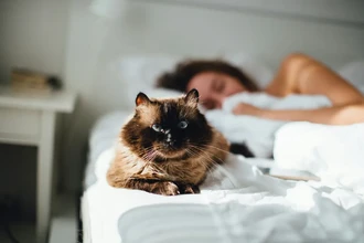 Новости науки: язык как диагност и кошки, влияющие на хозяев