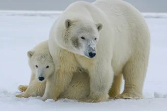 Трагедия в Арктике: нападение белых медведей на работника радара