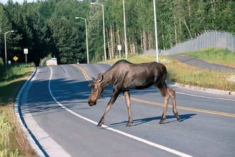 Кто выходит на дорогу осенью: как избежать встречи с лосями и тиграми