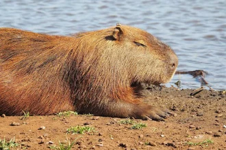 Капибара: почему самый спокойный грызун стал главным мемом интернета