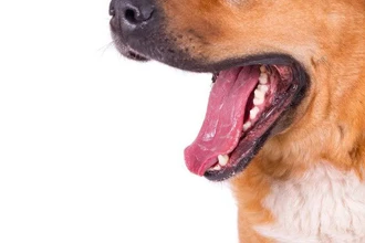 Правда ли собачья слюна лечит раны? Научный взгляд на лизоцим