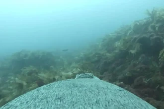 Ученые наняли морских львов как подводных операторов для съемки океанского дна