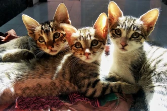 Ученые выяснили: кошки горюют, теряя друга-животного. Как проявляется их скорбь