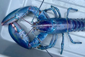 В США поймали уникального омара цвета сахарной ваты: шанс 1 на 100 миллионов