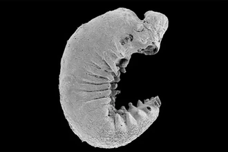 Обнаружен мозг возрастом 520 млн лет внутри древней окаменелой личинки