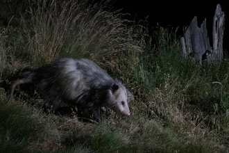 Люди заражают COVID-19 диких животных: данные нового исследования