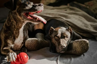 Одомашнивание уменьшило мозг собак: как человек повлиял на эволюцию питомцев