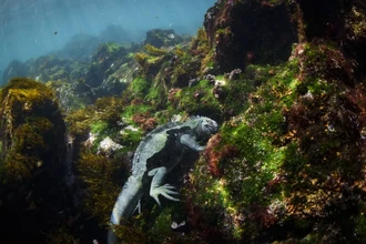 Галапагосы в огне: выживание эндемиков под угрозой