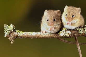 Нейронный выключатель: как мозг управляет сексом и влечением