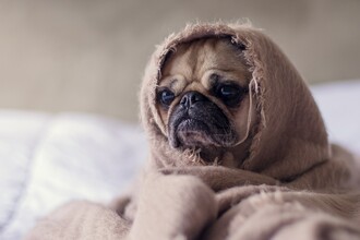 Диабет и сбой биоритмов: как «ломаются» часы клеток поджелудочной железы