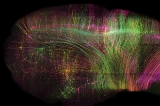 Как мозг понимает слова: нейроны и их три ритма речи