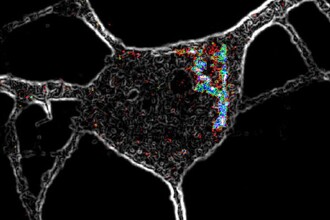 Загадка психоделиков: как ЛСД и псилоцин восстанавливают клетки мозга