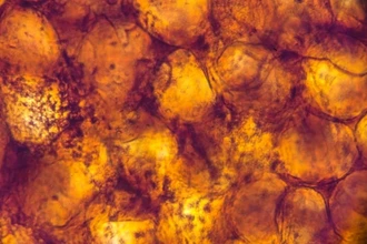 Рапамицин и лептин: как известный препарат помогает победить ожирение