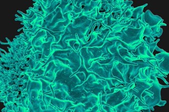 Т-клетки против рака: как самостимуляция белком B7 усиливает иммунитет