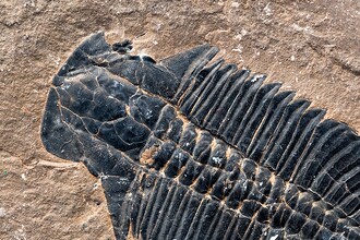 Как бактерии научились есть панцири насекомых: датировка от MIT