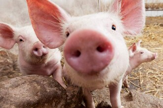 Вырастить запасную печень в лимфоузле: как ученые создают орган-дублер