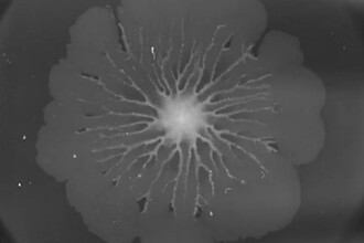 Железная память бактерий: как кишечная палочка запоминает опыт