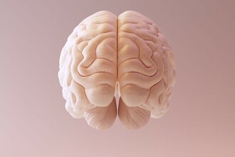 Герпес и мозг: как вирус запускает процесс, похожий на болезнь Альцгеймера