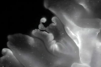 Секрет живого оригами: как плакозоа складывает своё тело без мышц и мозга